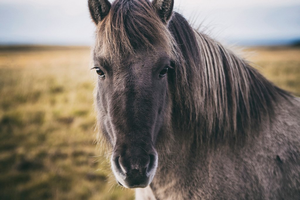 🐴 Los entrañables caballos islandeses.
¿Sabías que es una de las razas más puras del planeta?
Los islandeses les tienen mucha estima y es un animal muy protegido en el país. 🇮🇸