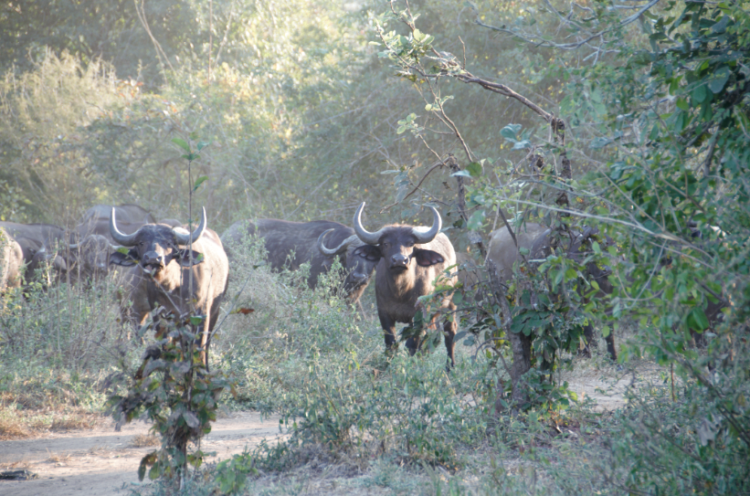 BainesRiverCamp's tweet photo. Monday Morning roadblocks. Sometimes all it takes is patience to navigate through the buffalo bush traffic 🐃
#ThinkZambia #ThinkBaines | #BainesRiverCamp | #ZambeziJourneys https://t.co/W7lvb6ENky