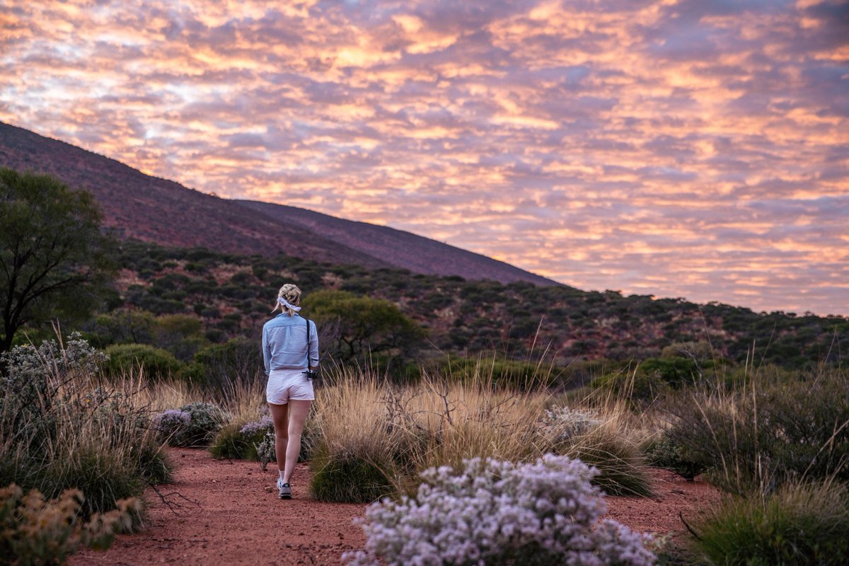 WestAustralia's tweet photo. Experience the wonders of the @Golden_Outback and roam through the native flora surrounding the monocline #MountAugustus. Take a closer look of and it reveals the ancient rock art of the Wajarri Aboriginal people: https://t.co/OTaCTQTGhE https://t.co/t9FFfIKPTf