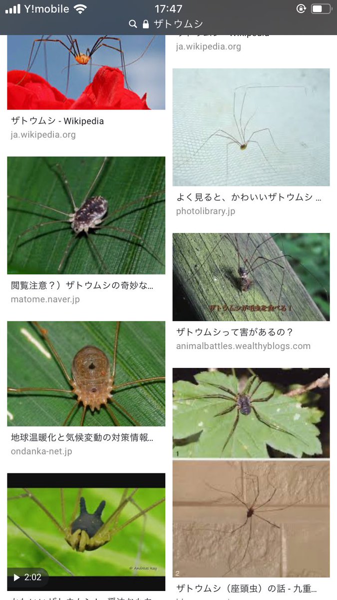 みかんのブログ ザトウムシで害は聞いたこと無いですね 外見が蜘蛛に似てて気持ちが悪いのが一般的ですかね 生態自体分からないし 益虫かも知れないし