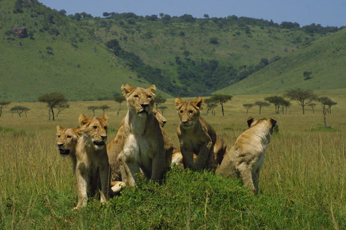 #MondayMotivation The survival of the lion depends on trust and support from its pride; making it strong &amp; confident in taking down a prey.

Likewise, when it comes to achieving your goals, surround yourself with people who support you towards what you set out to accomplish💪🏿