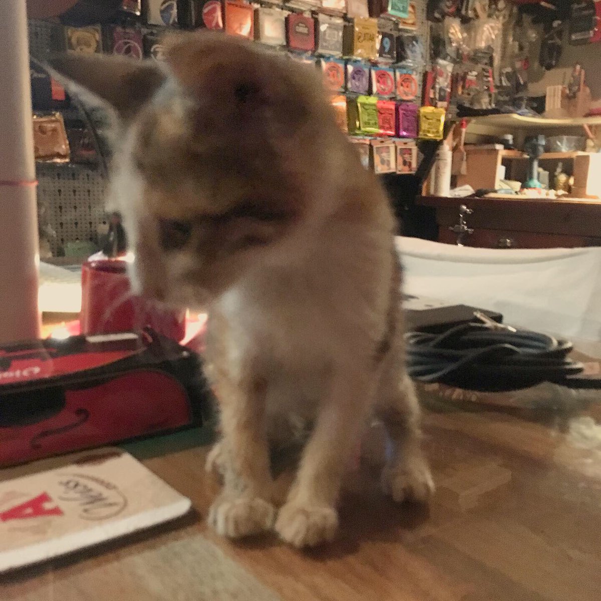 RAH_HELL's tweet photo. after @theerinyesband’s show yesterday, this happened. 
#backstagekitten
 #parrotkitten #tinycat #babycat #kitten https://t.co/quTOXuKduS