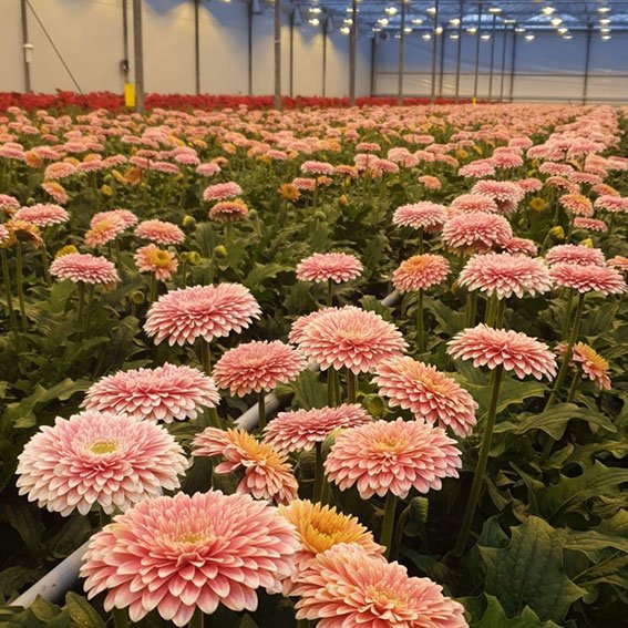 hilverdaflorist's tweet photo. Look at this amazing Standard Pomponi PowerBall. 😍
It's our new variety in the Gerbera Exclusive assortment. Come and see this new Standard Pomponi for yourself during our House Show from 4 till 8 November.
#gerbera #pomponi #greenhouse #grower #cultivate #colourful https://t.co/hoJPJe748P
