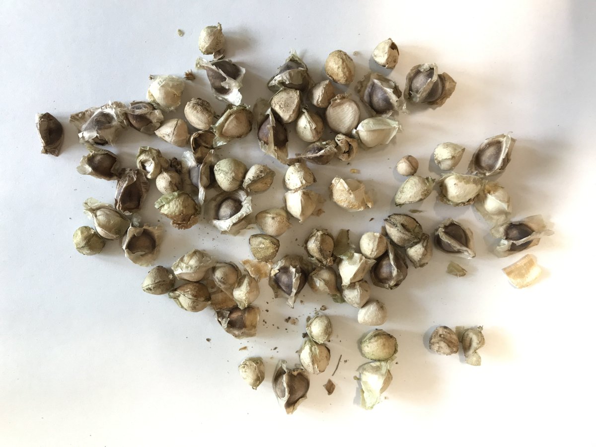 J_Hornbacher's tweet photo. Got some #Moringa oleifera seeds from #BurkinaFaso. Excited to see them grow and anaylze which #glucosinolates they might have. 🌿⚗️🔬 https://t.co/ev234Sq5Zq