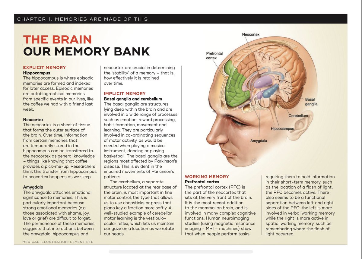 Where are memories stored in the brain? - Queensland Brain