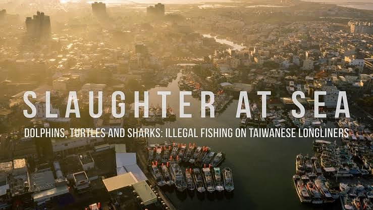 Slaughter at Sea documents EJF’s recent investigation into Taiwan-linked long-line fishing vessels. Will be screened during #MWFF2019 Bengaluru edition!
19+20 Oct, 2019
#IUU #FisheriesTransparency #slaughteratsea #fishing #fishingvessels #shark #finning #marinespecies #threatened