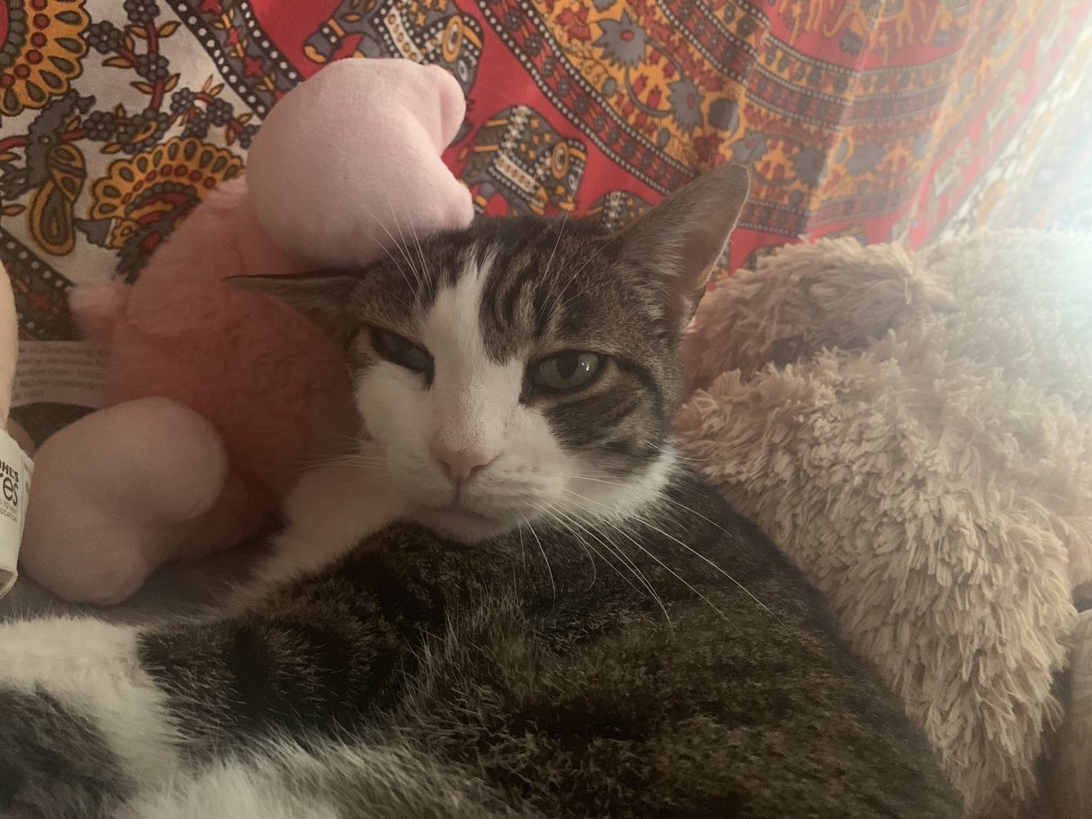 SUMMMERL0VIN's tweet photo. I wish I could book a flight home just  to see my baby girl 😻💔#fatsugar #bffs #LDR https://t.co/e0lDZ3eeKG