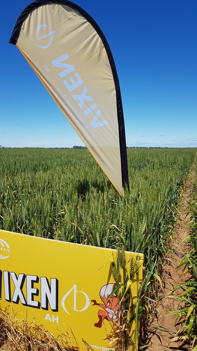 katherinemunn2's tweet photo. A great day last week showing some consultants our @InterGrain1 #wheat and #barley breeding site at Birchip. #SheriffCLPlus was definitely the cream of the crop in the wheat! https://t.co/1krItEuY91