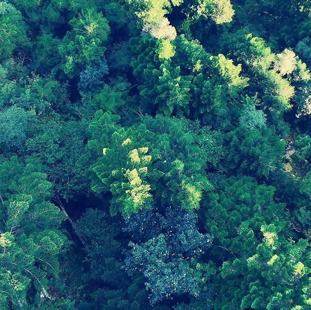 Avete mai fatto caso che alcuni alberi dall'alto sembrano dei fiori ?? 🌲🌲🌲
.
.
#riservanaturale #walkingaround #paesaggiitaliani #passeggiata #new_photoitaly #paesaggio #italy_vacations #passeggiateinparadiso #ilikeitaly #natgeo #ig_italia #italiastyle20 #perfect_italia #tra…