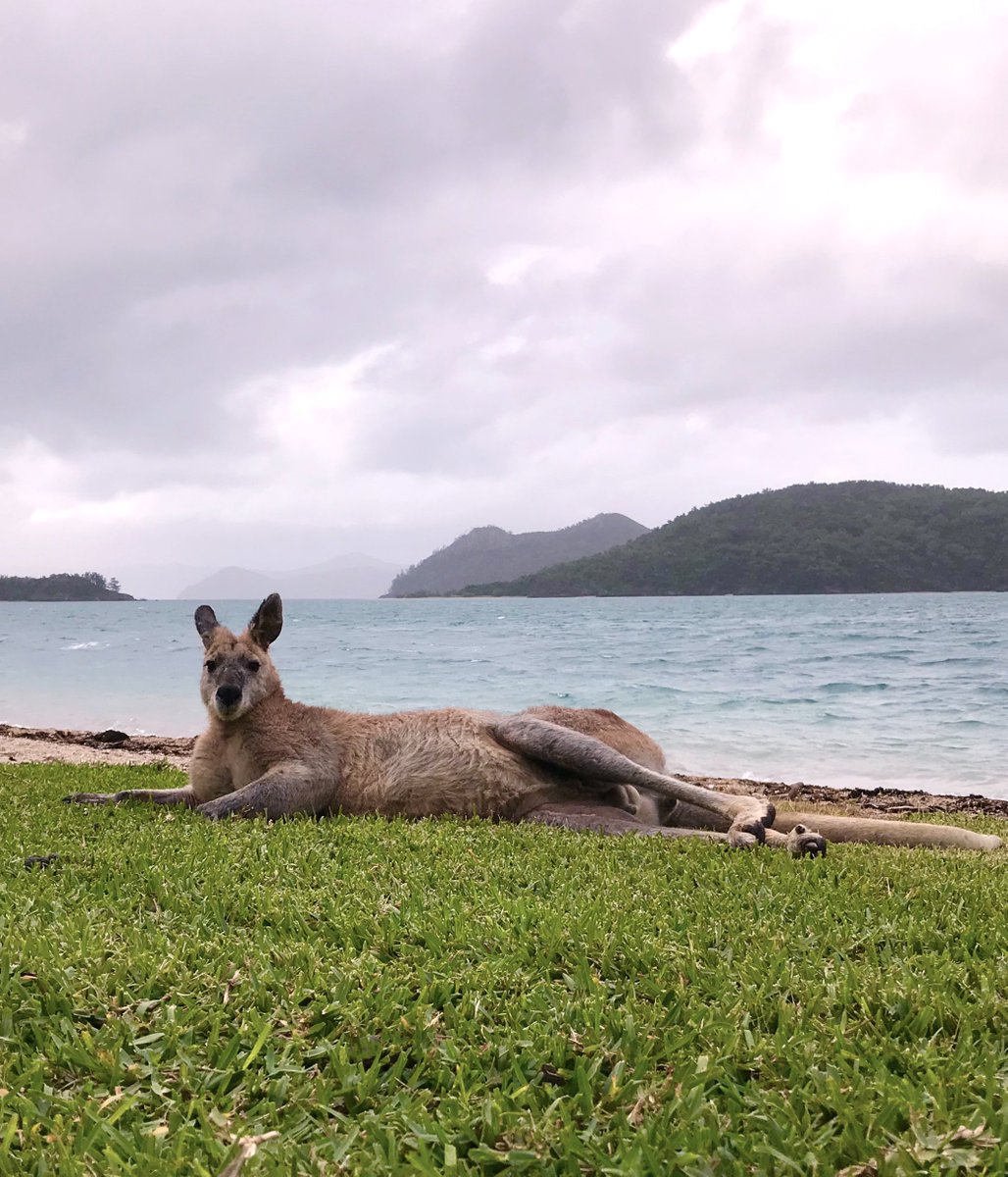 RTWExpert's tweet photo. Dream destination alert! 😍 Our Expert Chris took these photos on his recent trip to Queensland. Want to visit for yourself? See our guide here...

https://t.co/pI1WCBCp74 https://t.co/bsoFSgPEmL