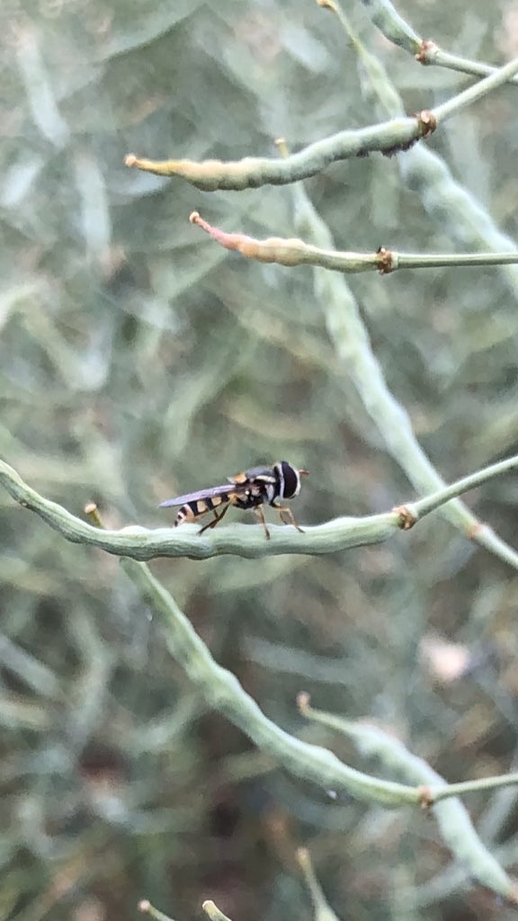 cropmad's tweet photo. Out with some mates in the Canola. It’s always a nervous wait but amazing to see Aphids disappear almost overnight 😅 https://t.co/sKlhkM6LOV