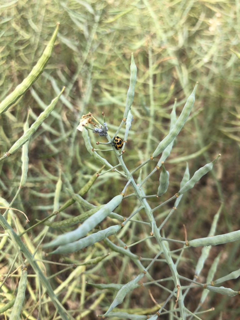 cropmad's tweet photo. Out with some mates in the Canola. It’s always a nervous wait but amazing to see Aphids disappear almost overnight 😅 https://t.co/sKlhkM6LOV