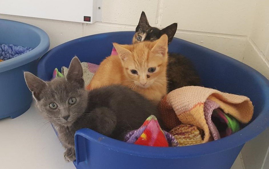 newsandstar's tweet image. An animal rescue centre in Cumbria has said they're struggling to find homes for almost 80 kittens in their care.
Do you know anyone who could help?
#Cumbria newsandstar.co.uk/news/17965987.…