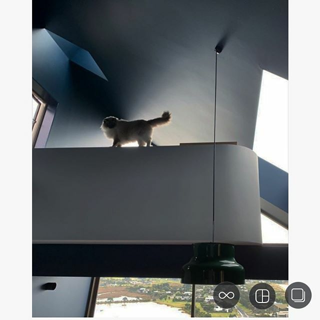 Resident at Tairua.
colours by @desseinparke
.
.
.
#nzarchitecture #architecture #archilovers #interiordesign ift.tt/33sDJjy