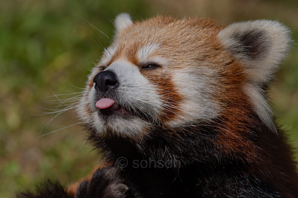 そうそう Auf Twitter 安佐動物公園のレッサーパンダ可愛いから見にきてね Pentax 安佐動物公園 レッサーパンダ