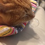 猫さんが大きな鼻ちょうちんを出しながらスヤァなさるご様子が平和かわいい 本人はふぇ 一体何が Togetter