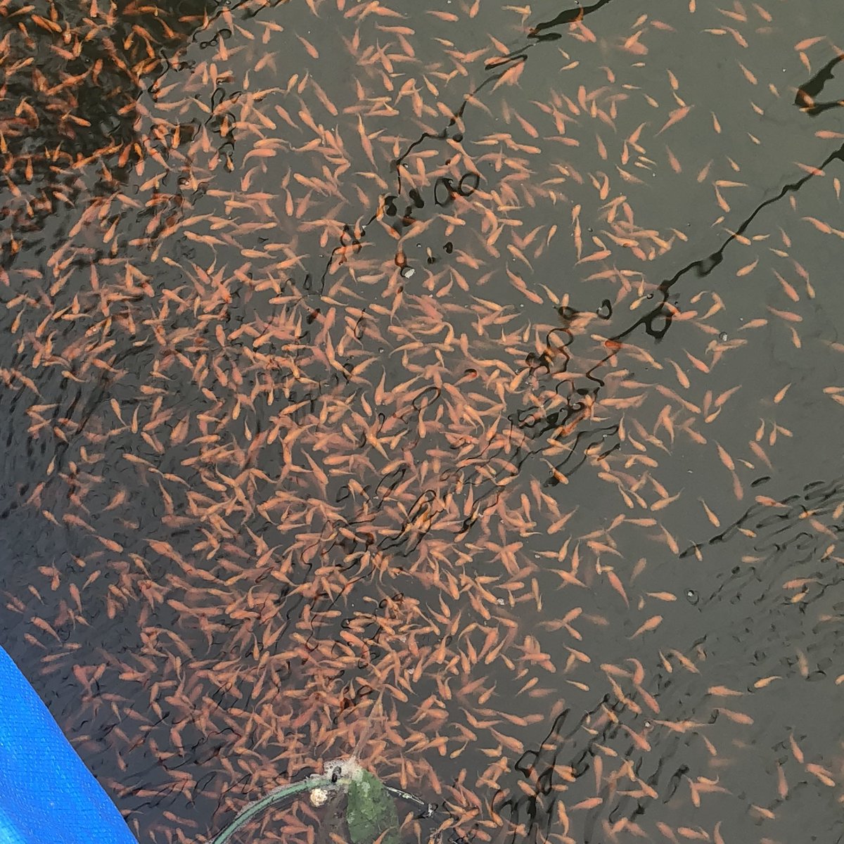 在庫有 最新年間グランプリ ペットジャンル 受賞店舗 めだか 一点物 月華メダカ 上州めだか １トリオ 沖縄別途送料 高速配送 R4urealtygroup Com