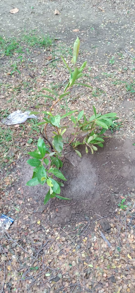 ShivamB45747125's tweet photo. हम होगे कामयाब एक दिन।
Trees for life 🌲🌲🌏
Mr.Surender kumar has taken up their chalkange and planted 2Jamun  (Black plum)Tree.
Together we can make this planet 🌏better place to live🌲
@UNEnvironment @PMOIndia
#mission100 #savetreessaveplanet https://t.co/pVd9l7OTm6