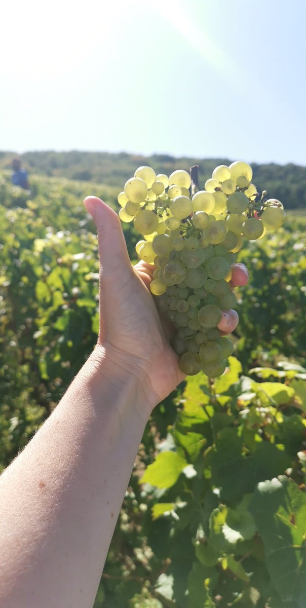 Tarlant's tweet photo. Ripeness is the key word of this harvest 2019. Nature offers an unexpected balanced quality in our vineyards, must weights were all above-average 
#MillesimeSolaire #Champagne #Harvest2019 #Oeuilly https://t.co/6SVLEPDC3j