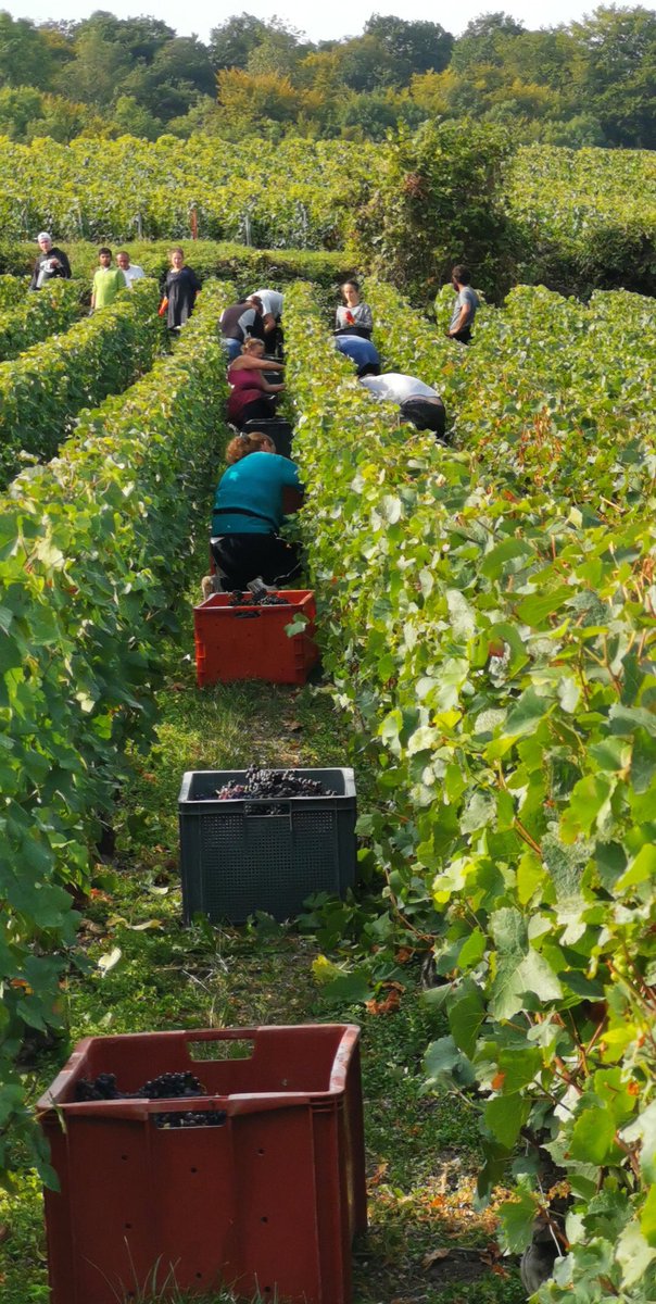 Ripeness is the key word of this harvest 2019. Nature offers an unexpected balanced quality in our vineyards, must weights were all above-average 
#MillesimeSolaire #Champagne #Harvest2019 #Oeuilly