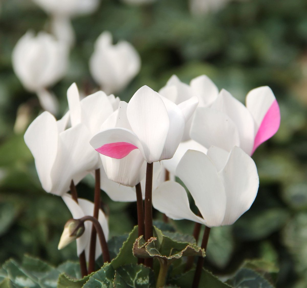 De vez en cuando a los Cyclamenes les gusta diferenciarse de sus compañeros con mechitas de color para marcar su propia personalidad entre el resto 👩‍🎤👨‍🎤😎

#diferenciasquenosencantan #cyclamendesempreflora #indecision #plantasdeotoño #juegodecolor #eresunico