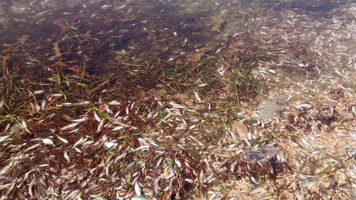 WWFespana's tweet image. La @asociacionanse nos muestra estas imágenes de la crisis ambiental del Mar Menor 😱

Que no nos engañen, la mayor laguna litoral española enferma por vertidos de la agricultura intensiva y el desarrollo urbanístico desbocado🤦‍♀

🔴Acciones urgentes ya🔴#SOSMarMenor