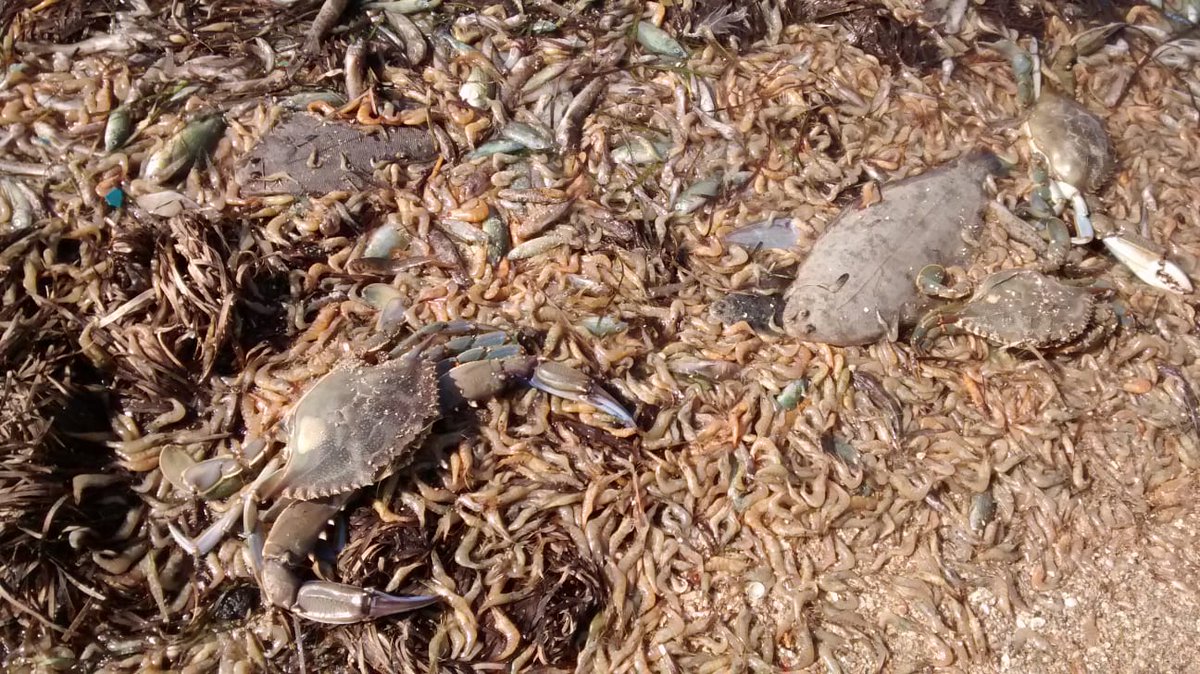 WWFespana's tweet image. La @asociacionanse nos muestra estas imágenes de la crisis ambiental del Mar Menor 😱

Que no nos engañen, la mayor laguna litoral española enferma por vertidos de la agricultura intensiva y el desarrollo urbanístico desbocado🤦‍♀

🔴Acciones urgentes ya🔴#SOSMarMenor