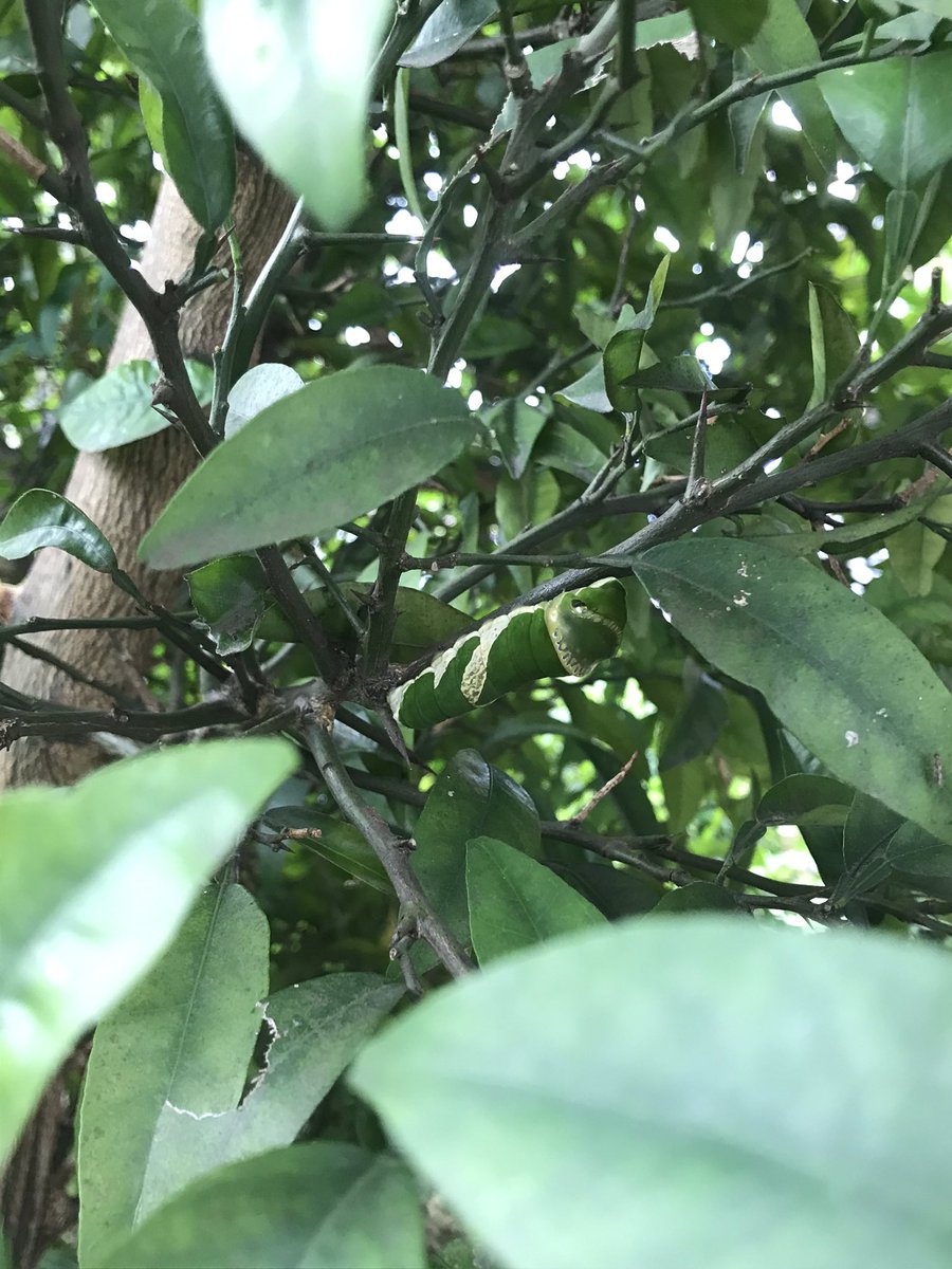 Cocoapiyo 風雨を耐えた ナガサキアゲハの幼虫に出会う ナガサキアゲハ ナガサキアゲハの幼虫 アゲハの幼虫 アゲハチョウの幼虫 アゲハチョウ 蝶