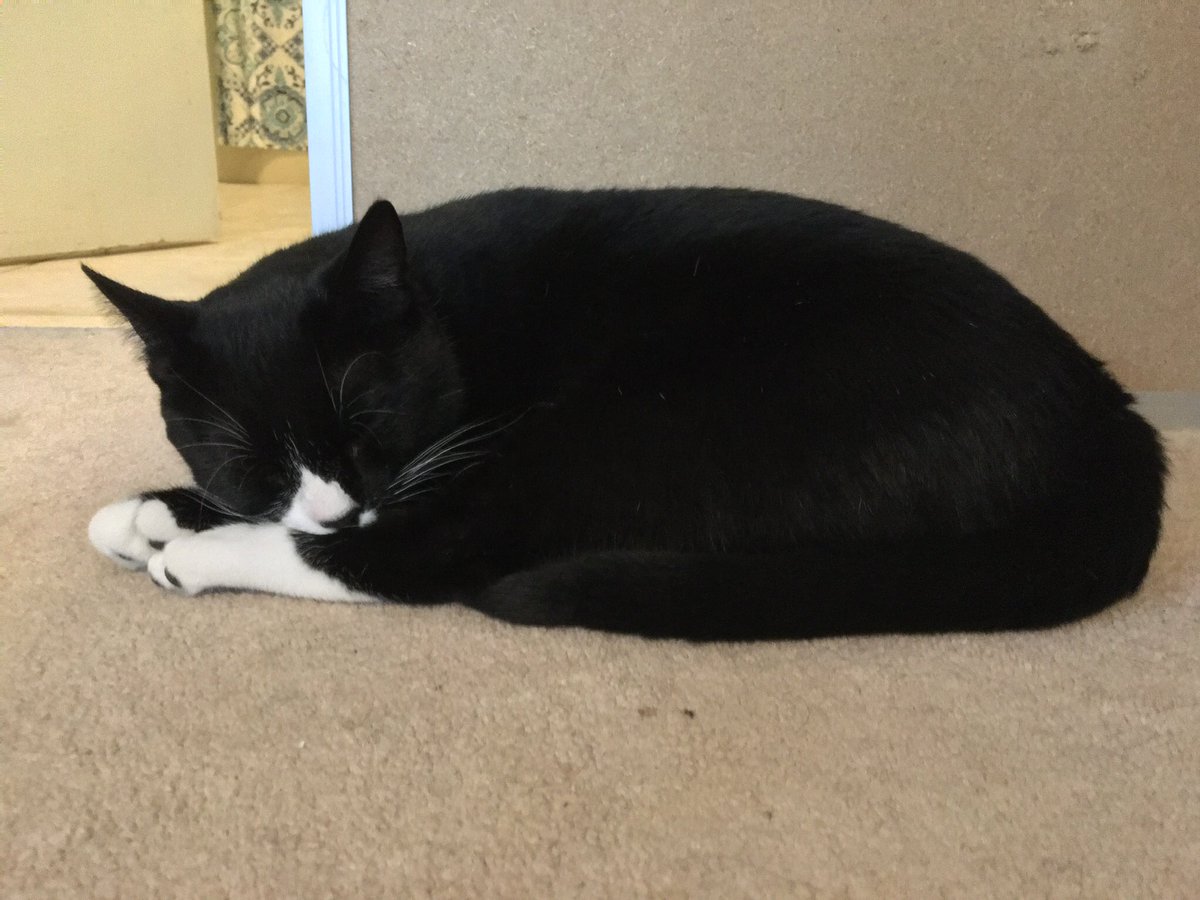 My sisfur Kitty baked a sleek loaf for #KittyLoafMonday!😻💞 #BlackCatsRock