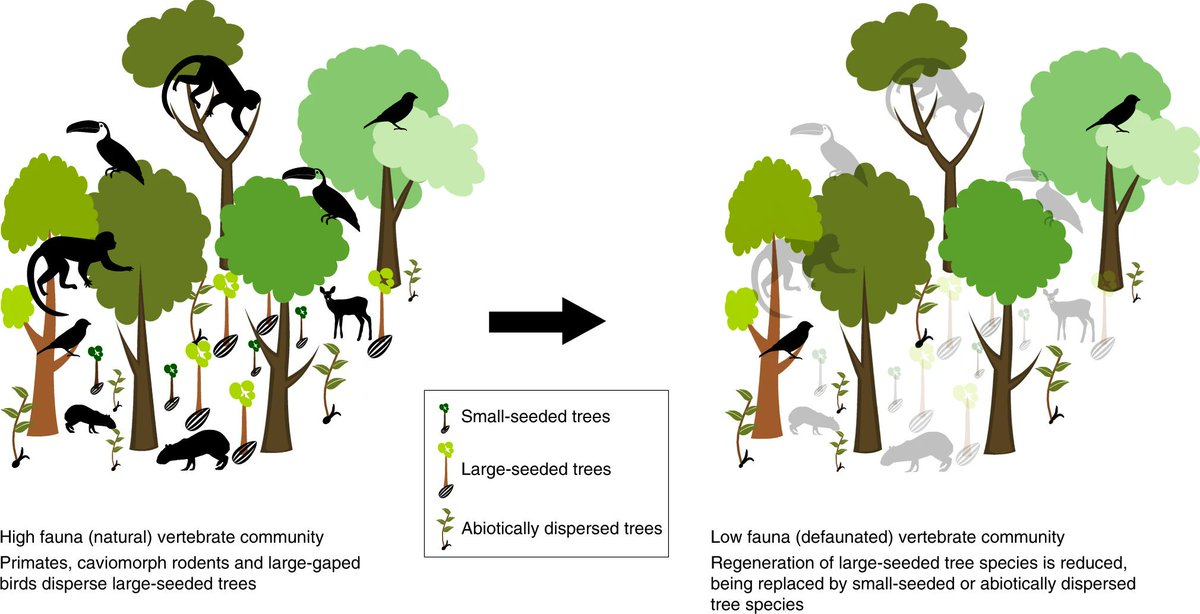 JEBicknell's tweet photo. The loss of wildlife is reducing the capacity of forests to fight climate change @NatureComms https://t.co/vAGalPfGLn https://t.co/tiqM8rjmGD