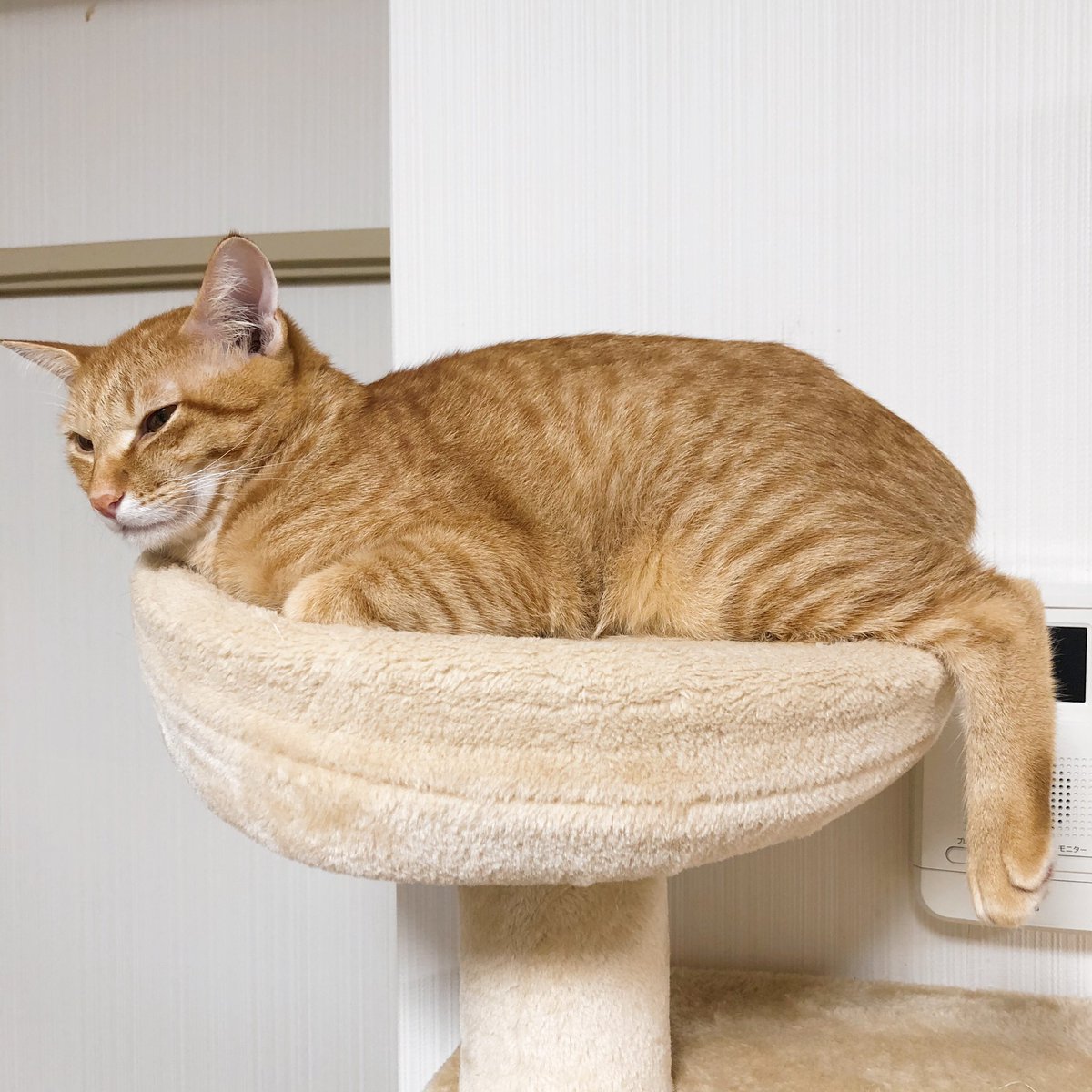 ぽちゃ猫