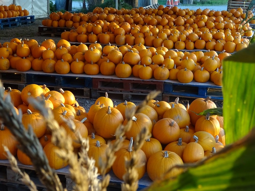 HampshireFare's tweet image. Pick up a #pumpkin from the pumpkin patch @The_Sunnyfields farm. The Pumpkin Festival continues from Sat 19 Oct-Hallowe'en! Come in fancy dress for fun family day out. Info: bit.ly/32aXsUC