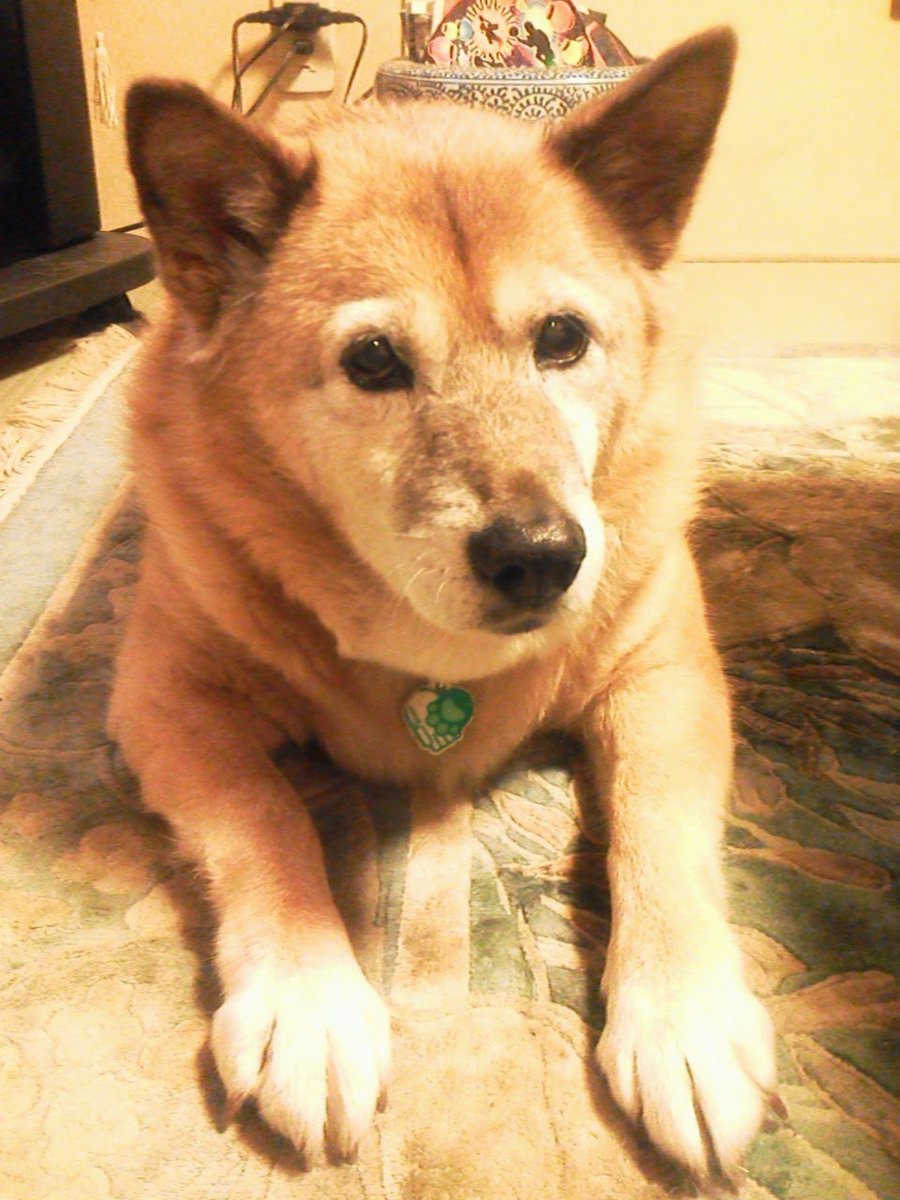 バズツイート 犬しまえ に対して 犬という呼び方が不快 餌じゃなくてご飯 雑種犬 と呼ばないで など様々な批判をみてしみじみと 寛容性がほしい と感じる話 そして始まる犬写真フェスティバル Togetter バズツイート 犬しまえ に対して 犬という呼び方が不快 餌じゃなくてご飯 雑種犬 と呼ばないで など様々な批判をみてしみじみと 寛容性がほしい と感じる話 そして始まる犬写真フェスティバル Togetter