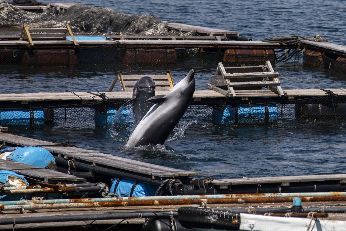 At Japan’s dolphin hunt, a struggle between local traditions and global anger. @shiho_fukada wapo.st/31eZhOU