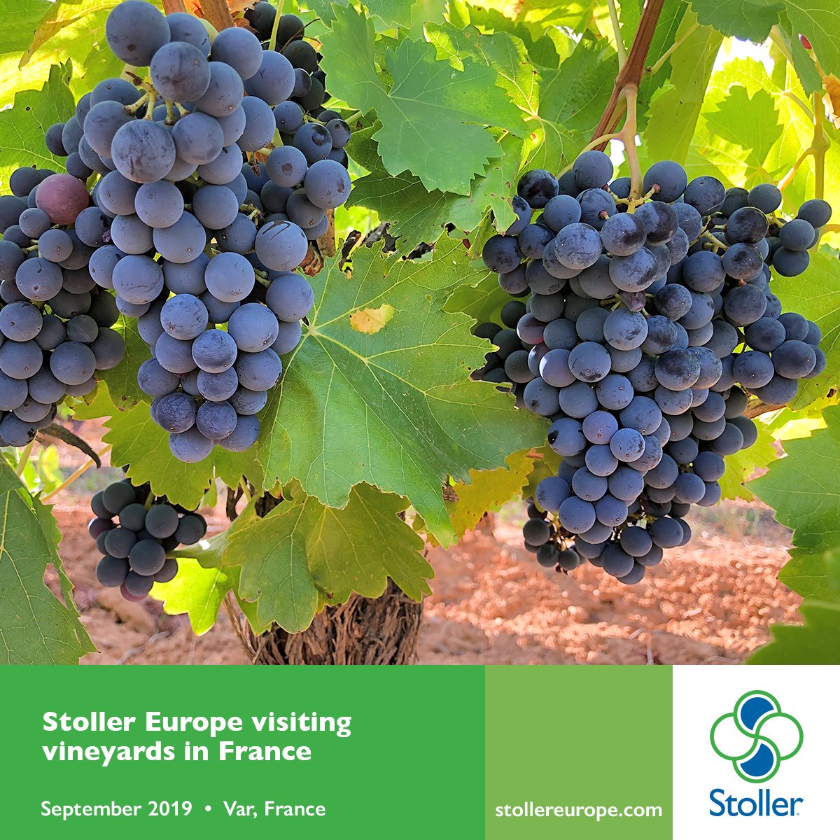 StollerEurope's tweet photo. The Technical & Sales Responsible of Stoller Europe in France, Mohammad Barakat, went to take vine samples at the Var region, where our products STIMULANTE PLUS and BIOFORGE have shown improvements in flowering and fruit set in grapes.
#StollerTechnology #Grapes #Vineyard https://t.co/5FK9Usgf3n