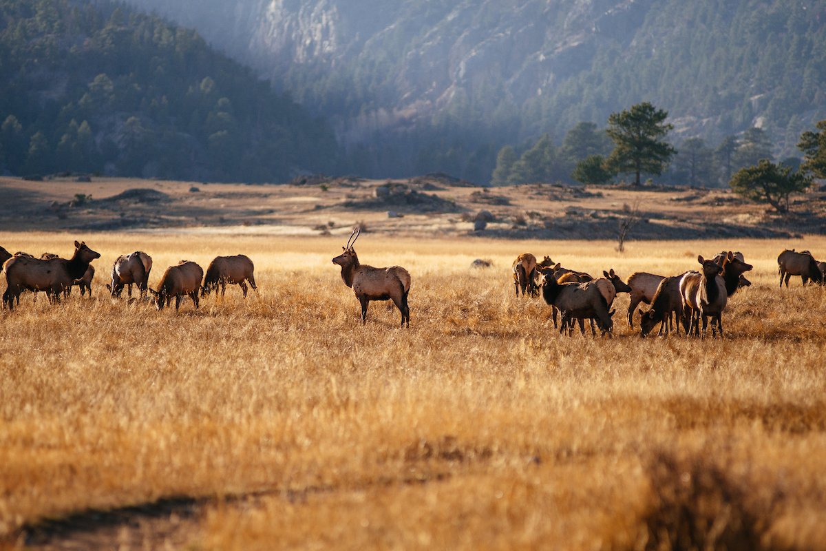 Hunters, #DYK: We’ll have temporary chronic wasting disease submission sites (in mandatory testing units) this year to help out folks hunting in hard-to-reach places⛰️🦌 

Take a look at our list of CWD testing submission sites📍 + hours and locations🗺️ : cpw.state.co.us/CWD