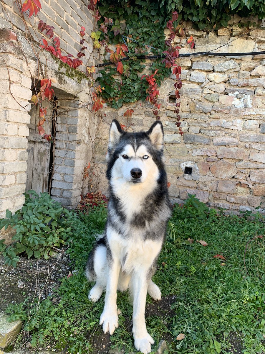 couscouslli's tweet photo. mon petit prince 🍁 https://t.co/R9OjLEJ8nY