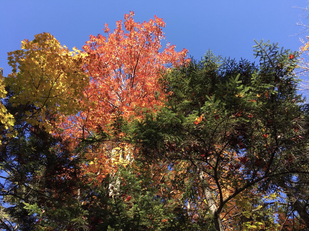 james_cowey's tweet photo. Fantastic Fall Foliage #jayvt #Vermont #foliage https://t.co/Hsr9sdUYb0