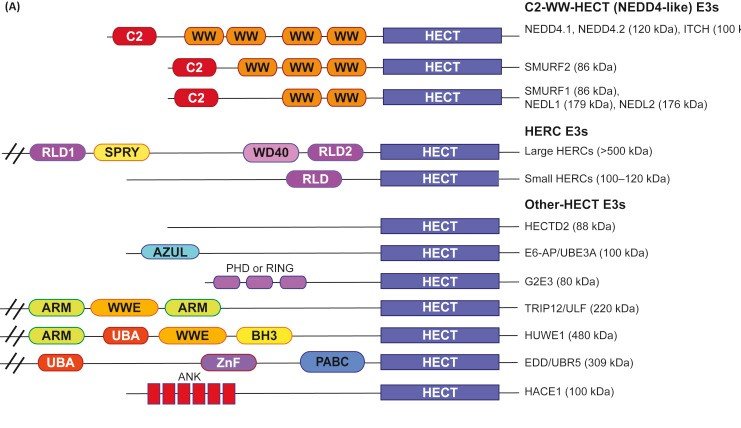 TrendsBiochem's tweet image. Check out a Review by Francesca Bernassola, Giovanni Chillemi, and Gerry Melino entitled "#HECT-Type E3 Ubiquitin Ligases in Cancer", available now @TrendsBiochem! 

bit.ly/2BgsuOV

#ubiquitination #NEDD4 #HERC #HUWE1 #E6AP #SMURF