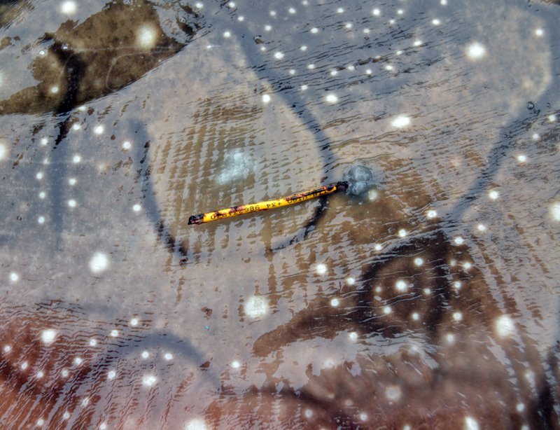 FisheriesIIM's tweet image. Nice to see an old friend again ;)
First recapture during a tagging season, hopefully we'll see you again (keep tracking)
Project #TAC #pleamar 
@FBiodiversidad  @oapngob @IIM_CSIC @Fanequeiro @gmucientes @BemarProject 
#fishtelemetry @vemcoteam