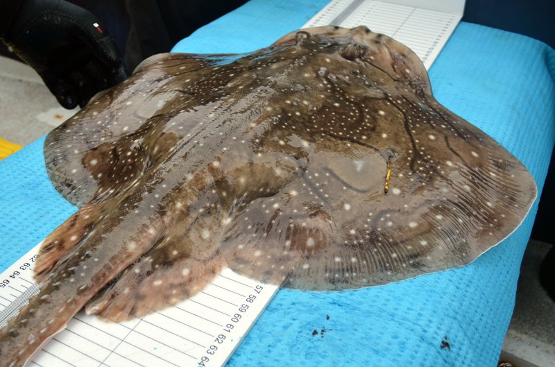 FisheriesIIM's tweet image. Nice to see an old friend again ;)
First recapture during a tagging season, hopefully we'll see you again (keep tracking)
Project #TAC #pleamar 
@FBiodiversidad  @oapngob @IIM_CSIC @Fanequeiro @gmucientes @BemarProject 
#fishtelemetry @vemcoteam