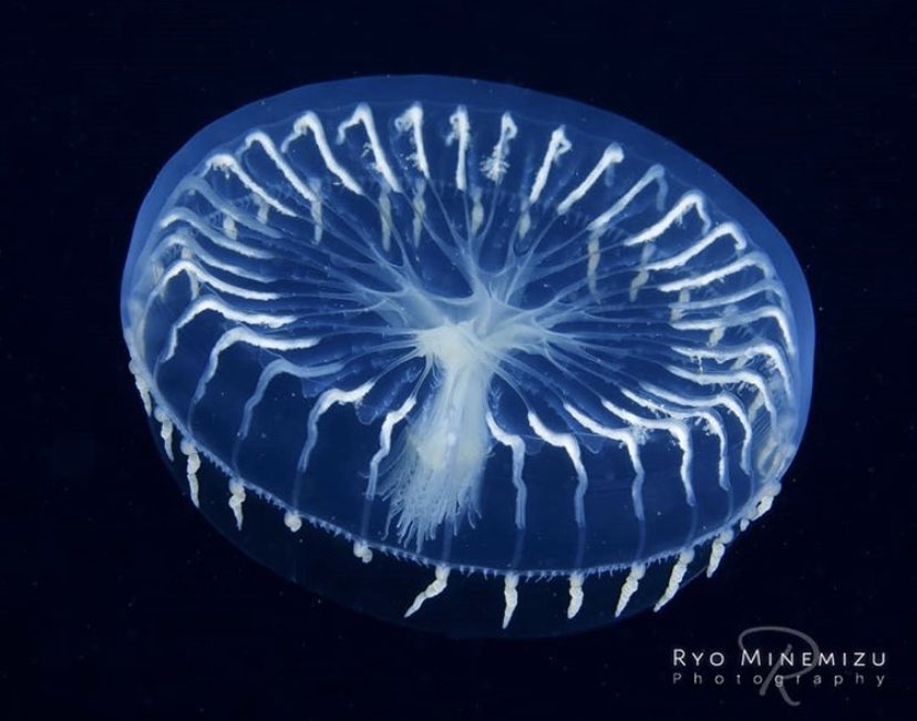 ⑦ Aequoreidae zygocanna ~ it’s shaped like a flat plate/disc and the gelatin is hard like cartilage - a not so squishy jellyfish then hehe