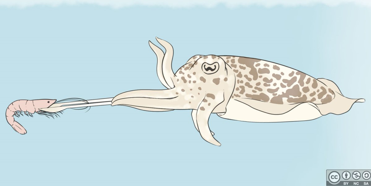 taunbot's tweet photo. Didn't post much last week bc I was focused on paper writing! #phdlife So today I'm sharing a bit of #cuttlefish ๐ฆ#sciart from #TheFirstVIRS by the incredible Jenn Deutscher https://t.co/olXRrbGQma๐
Also, our @kickstarter (https://t.co/lflVkDPbzP) is โจALMOST@$10K!โจ๐ฅณ#scicomm https://t.co/piIDZiVZ3w