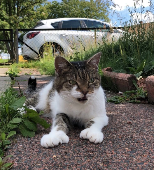 iCatCare tweet picture