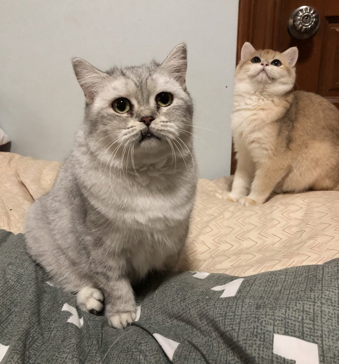 Natiilights's tweet image. น่ารำคาญจริง พวกมนุด!!