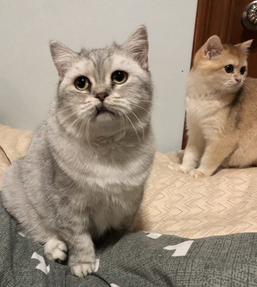 Natiilights's tweet image. น่ารำคาญจริง พวกมนุด!!