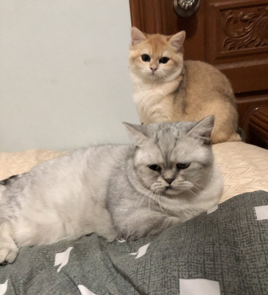 Natiilights's tweet image. น่ารำคาญจริง พวกมนุด!!