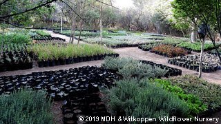 The October 2019 edition of IndigeNews, our newsetter has just been published - Enjoy.
IndigeNews - Witkoppen Wildflower Nursery's Newsletter - mailchi.mp/webmail/2t76jx…