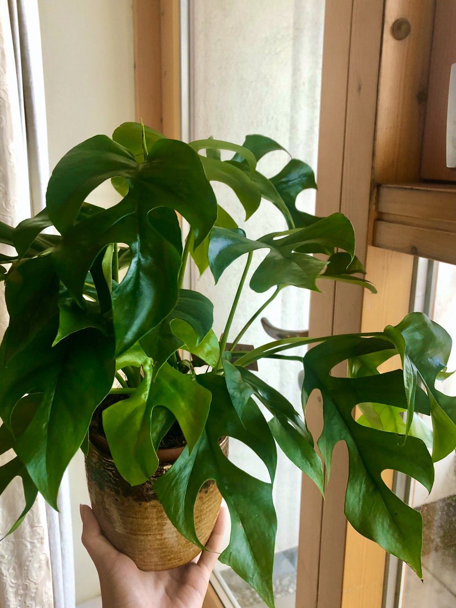 shak_ashley's tweet photo. Some of the beautiful dark green leaves on my new Monstera from @UrbanPlantLife 🐛🌿 https://t.co/4SSpBU6uN3
