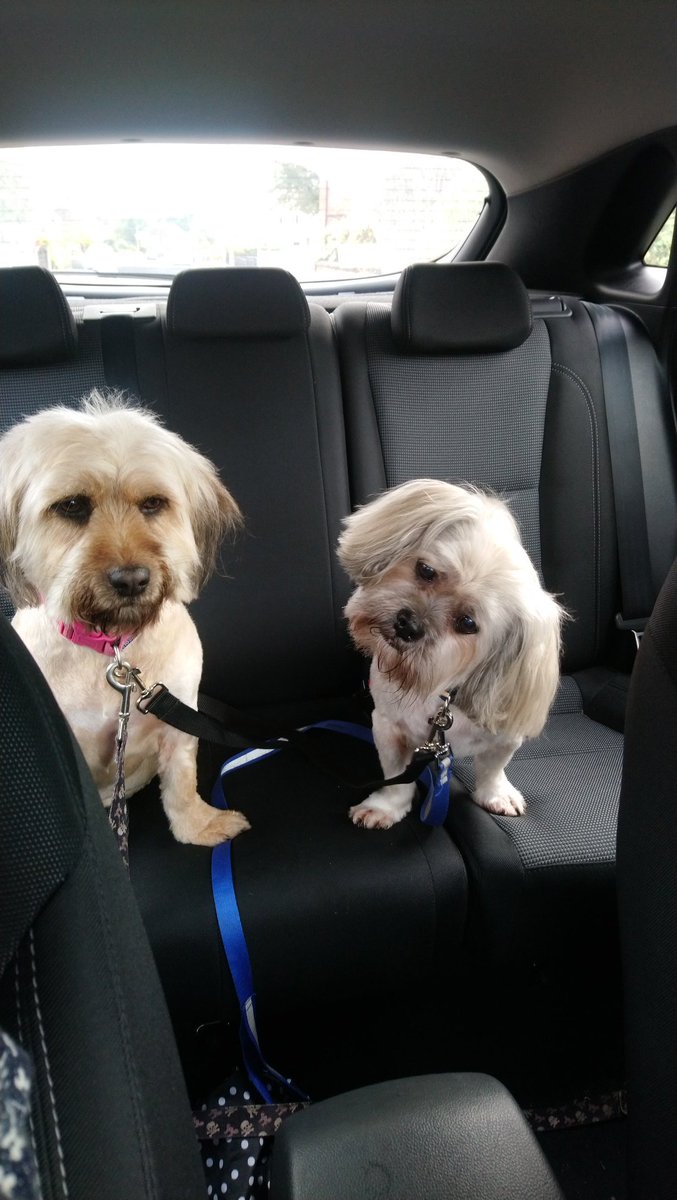 lauraOT2016's tweet photo. #dogs #newhaircut #cute https://t.co/j4rb7k41fy